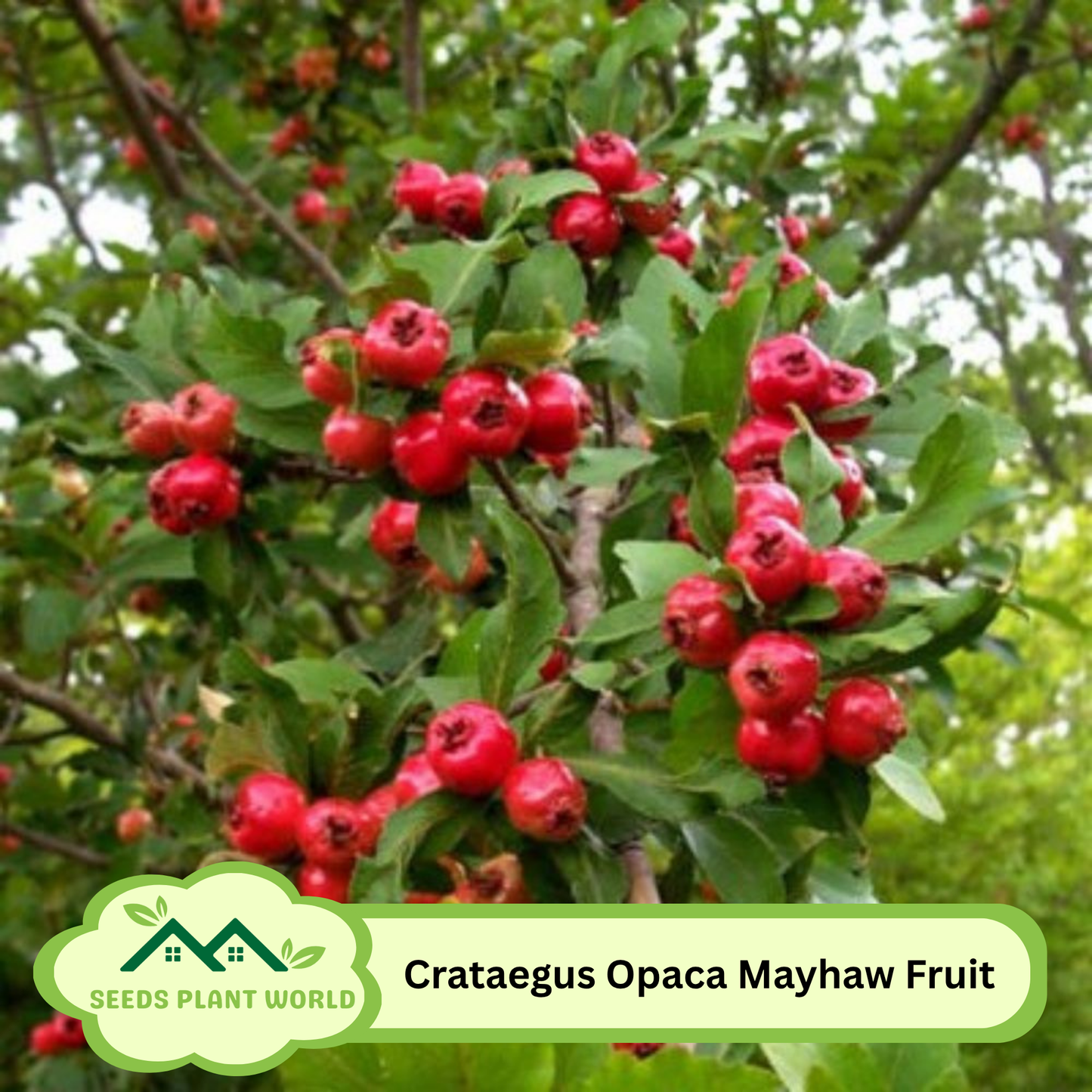 10 Crataegus Opaca Mayhaw Fruit Seeds For Planting