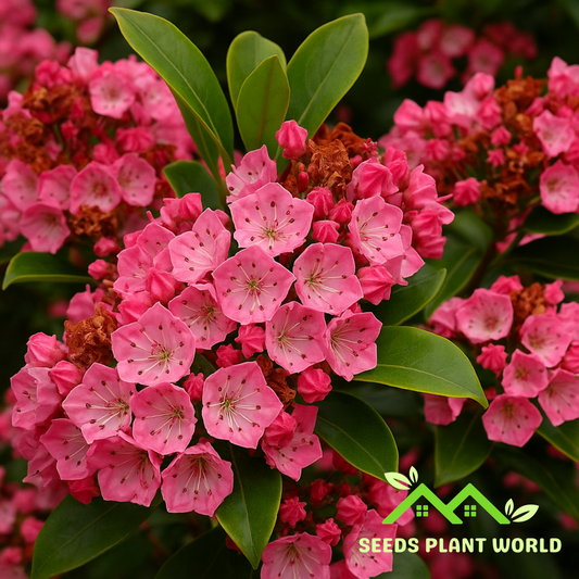 10 Kalmia Latifolia Seeds – Rare Mountain Laurel Flowering Shrub