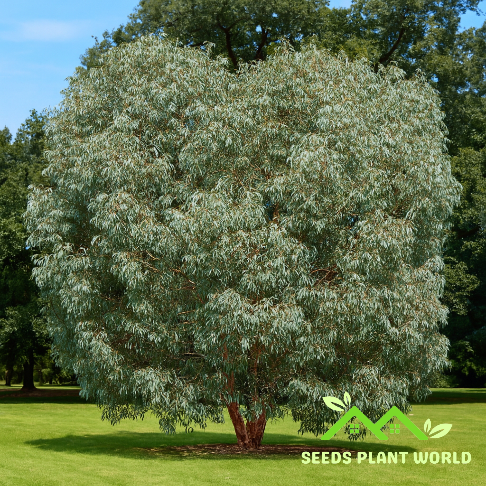 5 Eucalyptus Neglecta Hardy Eucalyptus Tree Seeds For Planting ...