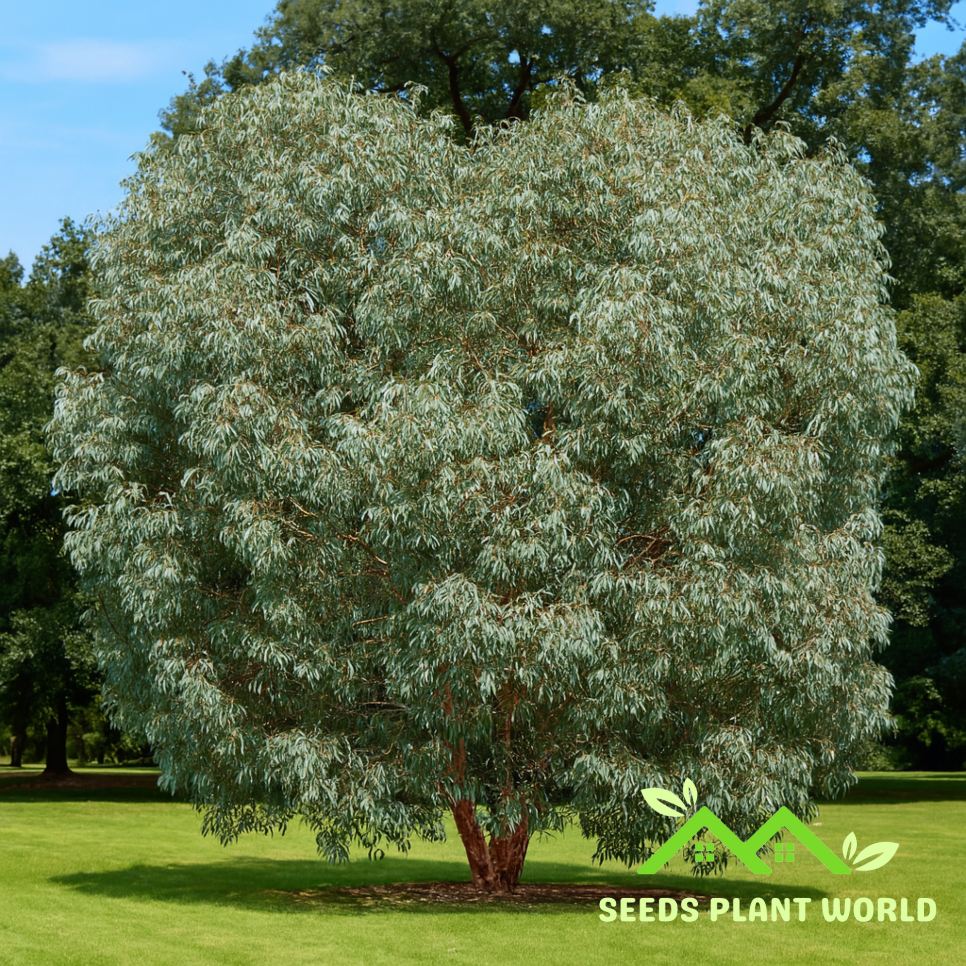 eucalyptus bush plant 5 Eucalyptus Neglecta Hardy Eucalyptus Tree Seeds For Planting