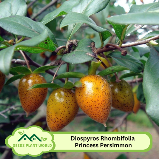 5 Diospyros Rhombifolia Princess Persimmon Fruit Seeds For Planting