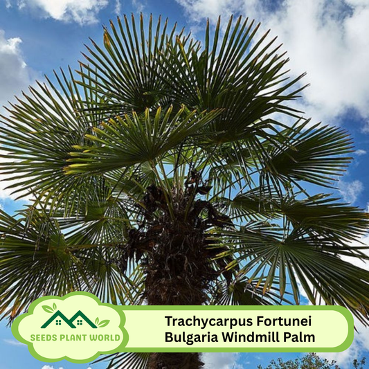 5 Trachycarpus Fortunei Bulgaria Windmill Palm Seeds For Planting