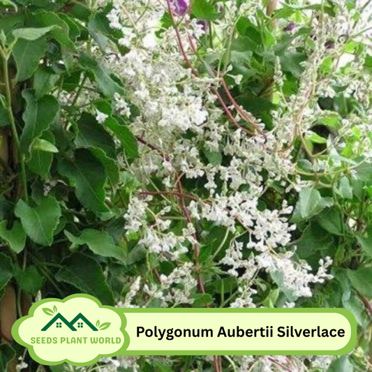 5 Polygonum Aubertii Silverlace Vine Seeds For Planting