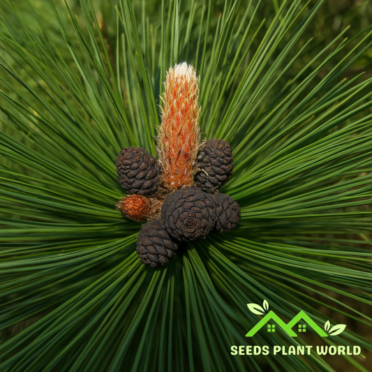 5 Bosnian Pine Tree Seeds – Hardy Pinus Heldreichii for Cold Climates