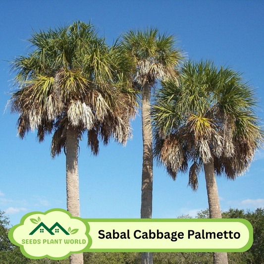 5 Sabal Palmetto Cold Hardy Cabbage Palmetto Seeds For Planting
