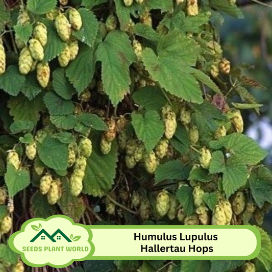 5 Humulus Lupulus Hallertau Hops Vine Seeds For Planting