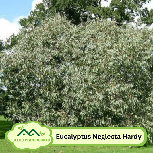5 Eucalyptus Neglecta Hardy Eucalyptus Tree Seeds For Planting