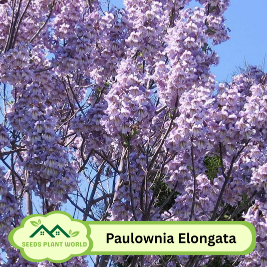10 Paulownia Elongata Seeds For Planting