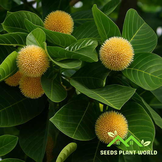 5 Bur Flower Tree Seeds (Neolamarckia Cadamba) – Fast-Growing Fragrant Tropical Tree
