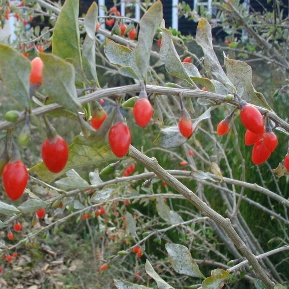 10 Lycium Barbarum Goji Berry Shrub Seeds For Planting | www.seedsplantworld.com