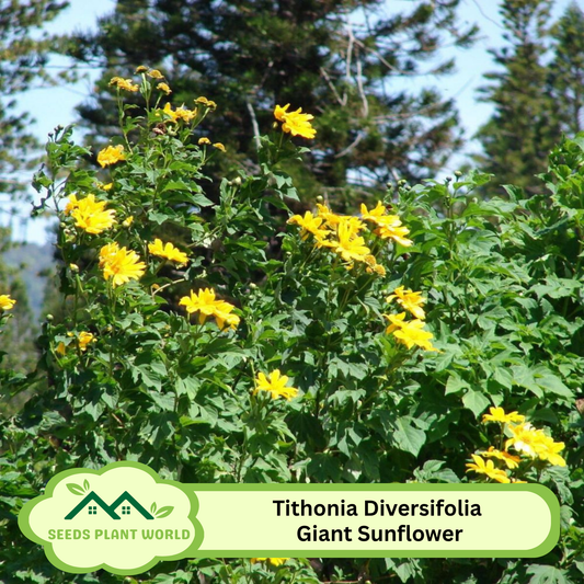 5 Tithonia Diversifolia Giant Sunflower Tree Seeds For Planting