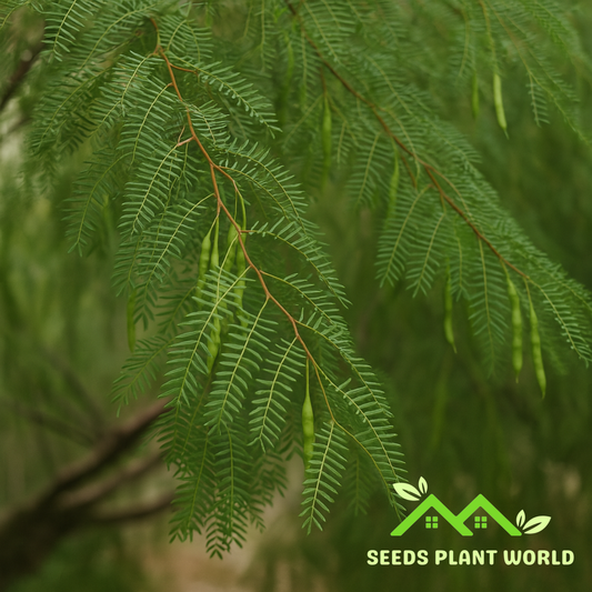 5 Honey Mesquite Tree Seeds – Drought-Tolerant Prosopis Glandulosa Trees