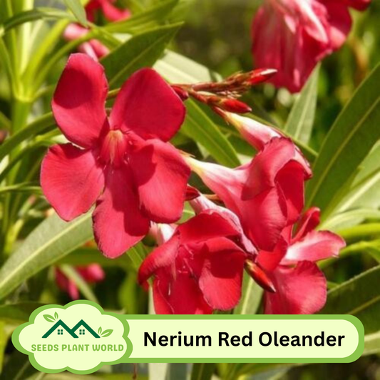 5 Nerium Oleander Hardy Red Oleander Seeds For Planting