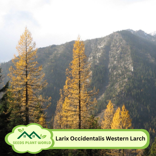 5 Larix Occidentalis Western Larch Tree Seeds For Planting