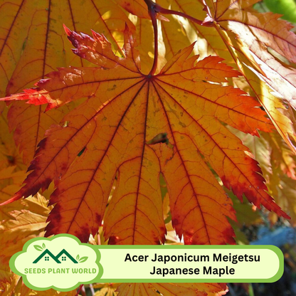 5 Acer Japonicum Meigetsu Japanese Fullmoon Maple Seeds For Planting