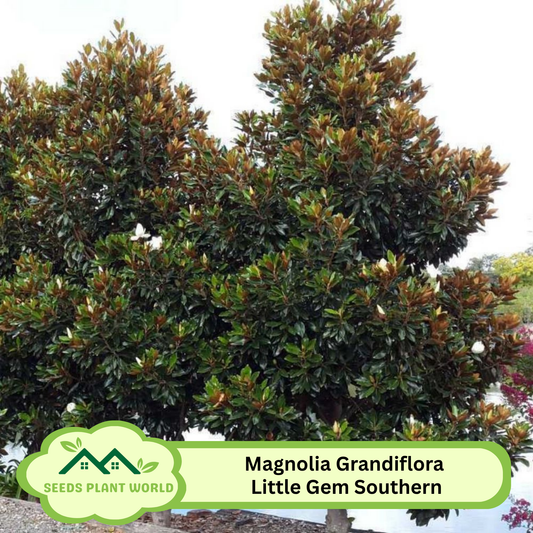 5 Magnolia Grandiflora Little Gem Southern Magnolia seeds For Planting