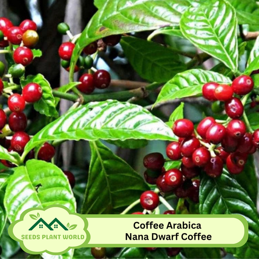 5 Coffee Arabica Nana Dwarf Coffee Plant Seeds For Planting