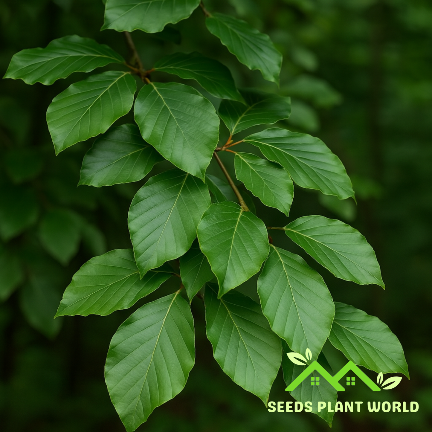 5 Fagus Sylvatica Seeds – Elegant European Beech Tree for Landscapes