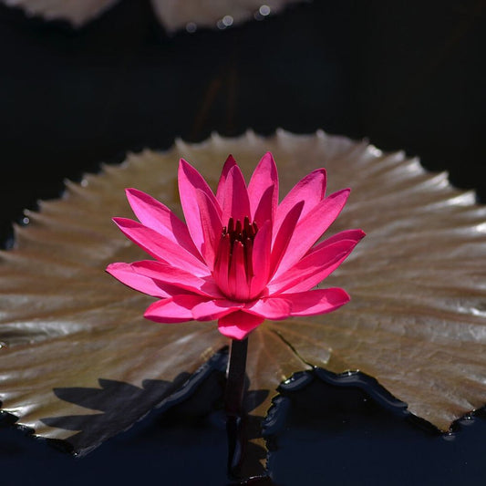 5 Nymphaea Red Flare Red Night Blooming Tropical Water Lily Seeds For Planting | www.seedsplantworld.com
