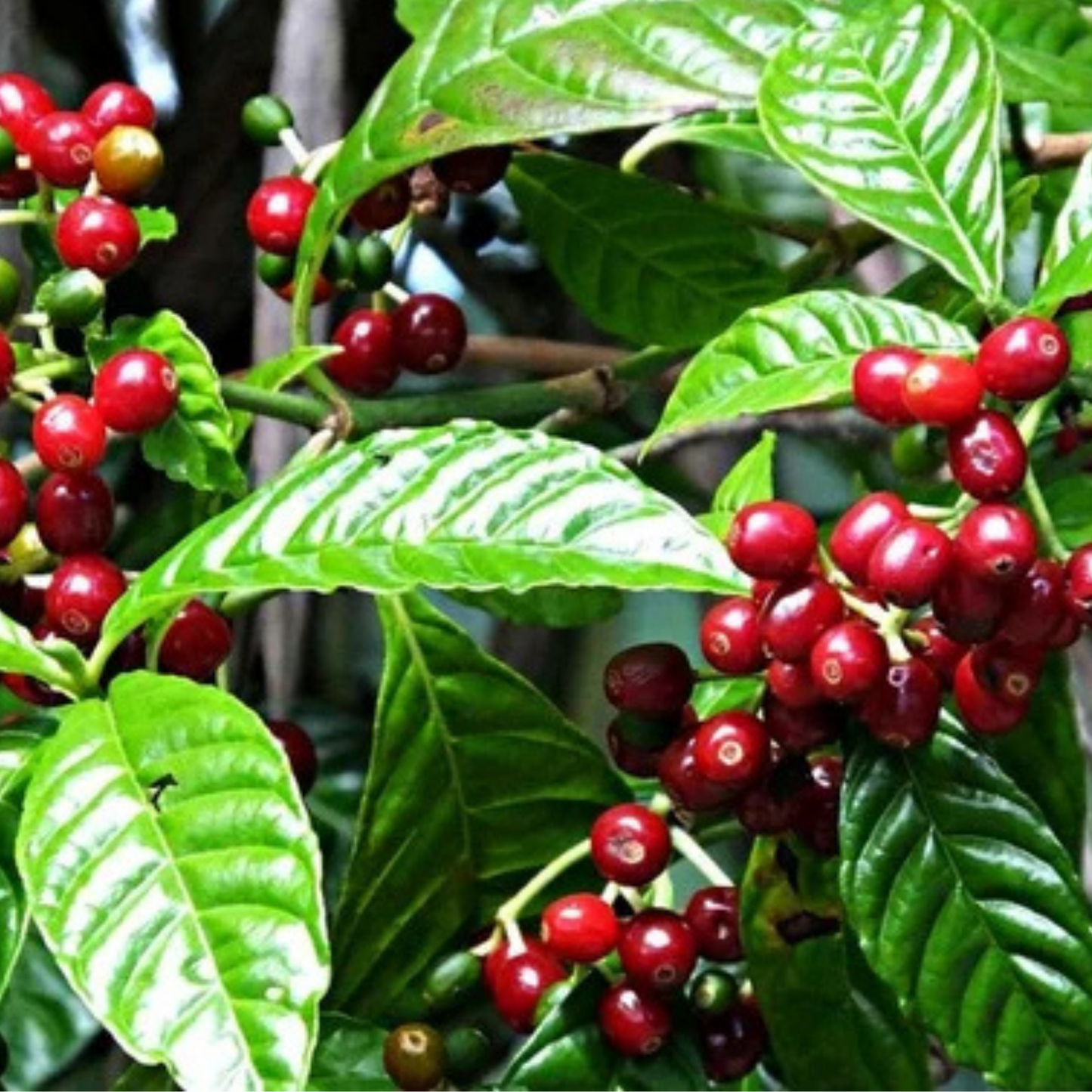 5 Coffee Arabica Nana Dwarf Coffee Plant Seeds For Planting