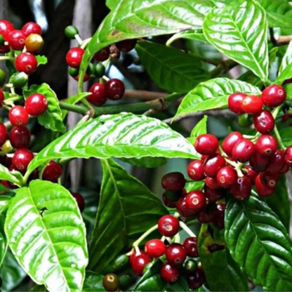 5 Coffee Arabica Nana Dwarf Coffee Plant Seeds For Planting