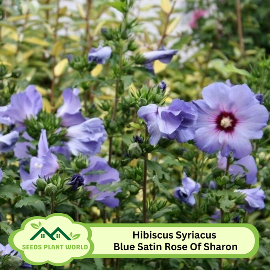 10 Hibiscus Syriacus Blue Satin Rose Of Sharon Seeds For Planting