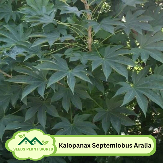 5 Kalopanax Septemlobus Aralia Tree Seeds For Planting