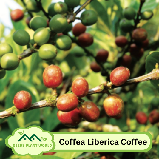 5 Coffea Liberica Liberian Coffee Seeds For Planting