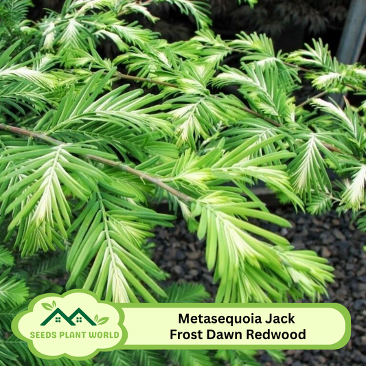 10 Metasequoia Jack Frost Variegated Dawn Redwood Seeds For Planting