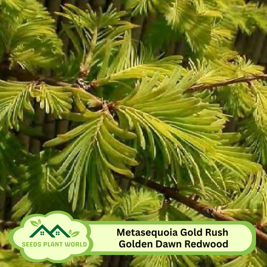 10 Metasequoia Gold Rush Golden Dawn Redwood Seeds For Planting