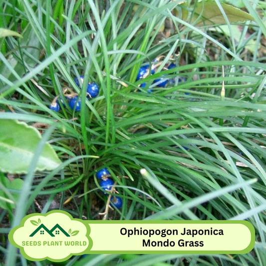 5 Ophiopogon Japonica Mondo Grass Seeds For Planting