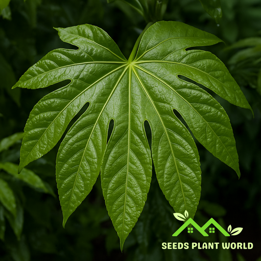 5 Fatsia Japonica Seeds – Hardy Japanese Aralia for Tropical Foliage