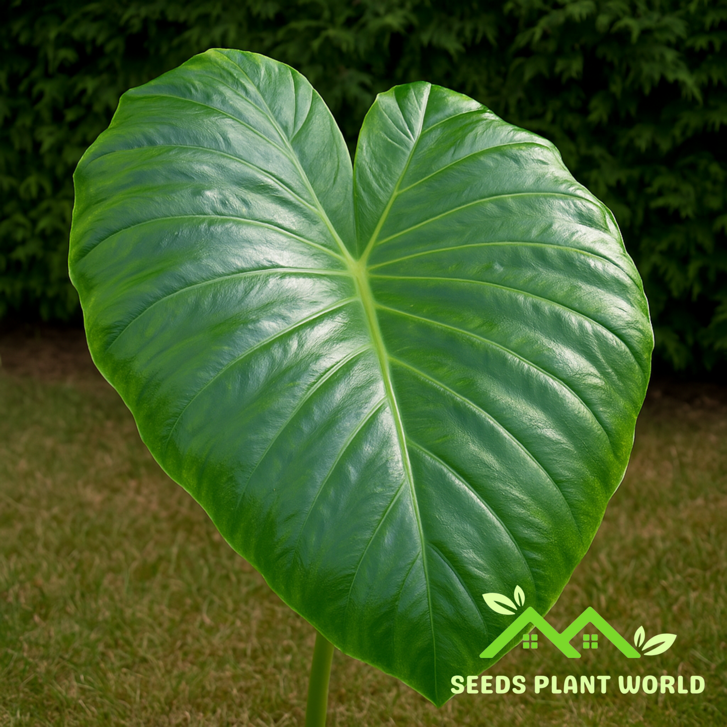 5 Remusatia Vivipara Hitchhiker Elephant Ear Seeds For Planting