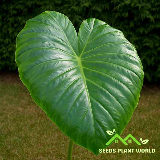 5 Remusatia Vivipara Hitchhiker Elephant Ear Seeds For Planting
