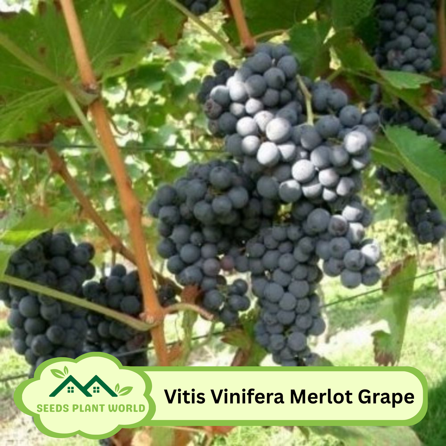 5 Merlot Wine Grape Seeds (Vitis Vinifera) – Premium Vineyard Fruit