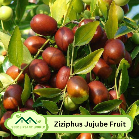 5 Ziziphus Jujuba Jujube Fruit Seeds For Planting