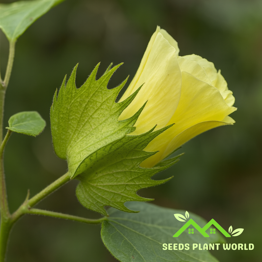 5 Tree Cotton Seeds (Gossypium Arboreum) – Historic Fiber Plant