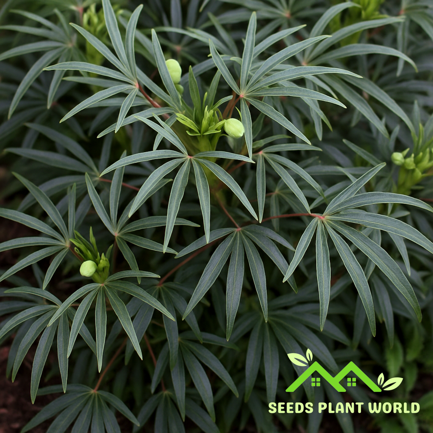 5 Helleborus Foetidus Seeds – Rare Evergreen Stinking Hellebore Flowers