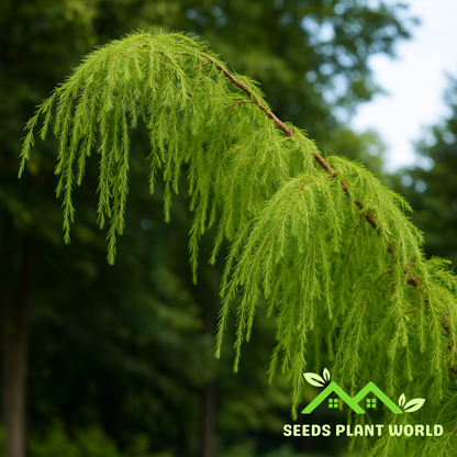 10 Weeping Temple Juniper Seeds – Rare Juniperus Rigida for Bonsai, Landscape & Zen Gardens