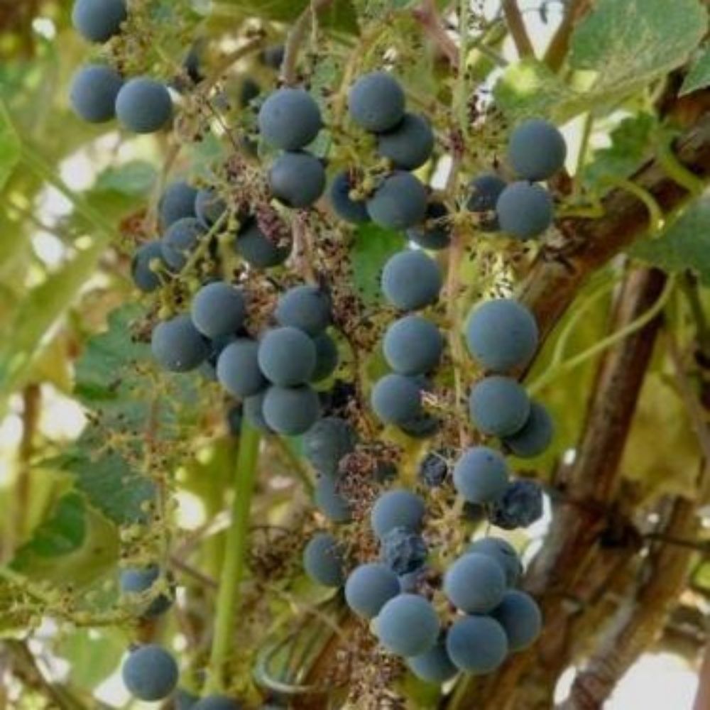 5 Vitis Californica California Grape Seeds For Planting | www.seedsplantworld.com