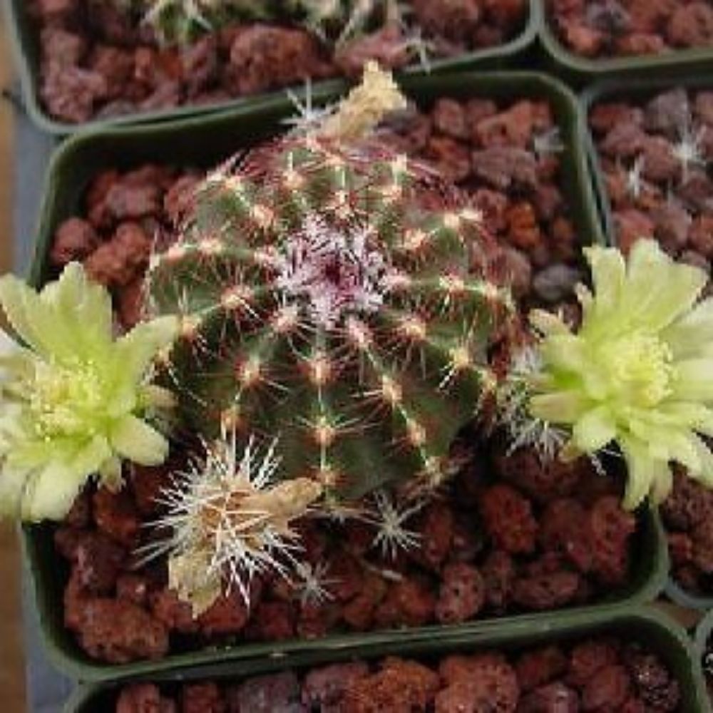 10 Echinocereus Viridiflorus Hardy Hedgehog Cactus Seeds For Planting | www.seedsplantworld.com