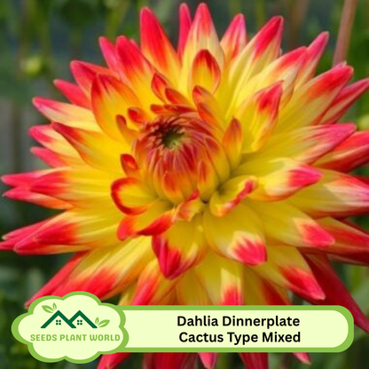 5 Dahlia Dinnerplate Cactus Type Mixed Hybrids Seeds For Planting