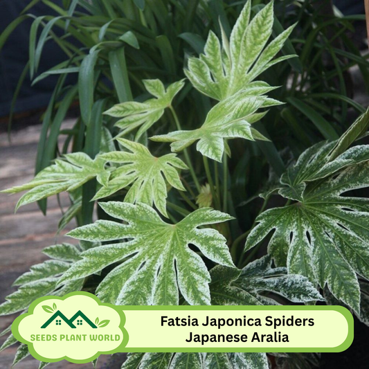 5 Fatsia Japonica Spiders Web Japanese Aralia Seeds For Planting