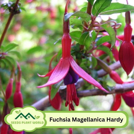 5 Fuchsia Magellanica Hardy Fuchsia Seeds For Planting