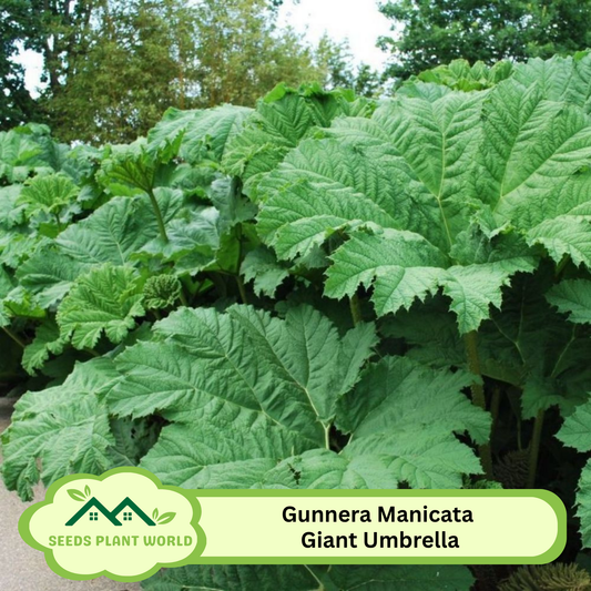 5 Gunnera Manicata Giant Umbrella Plant Seeds For Planting