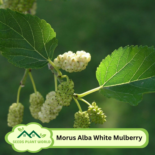 5 Morus Alba White Mulberry Fruit Seeds For Planting