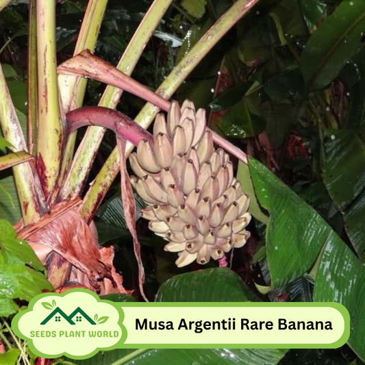 5 Musa Argentii Rare Hardy Banana Fruit Seeds For Planting
