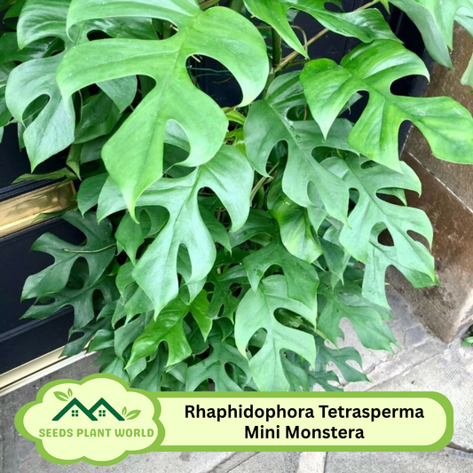 5 Rhaphidophora Tetrasperma Mini Monstera Seeds For Planting