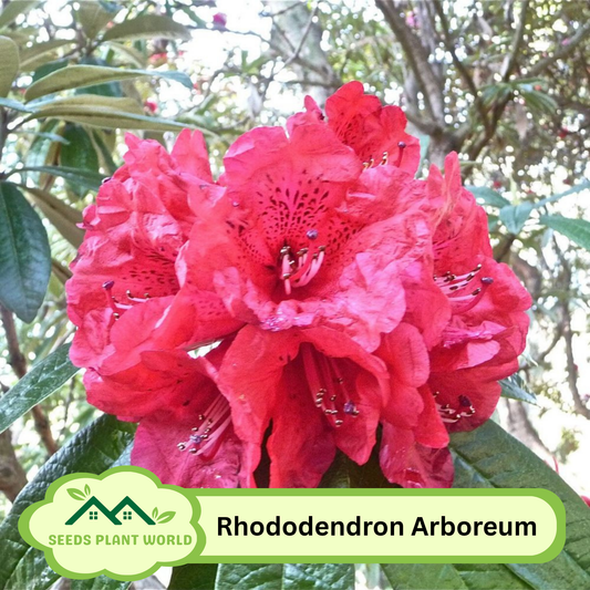 10 Rhododendron Arboreum Seeds For Planting