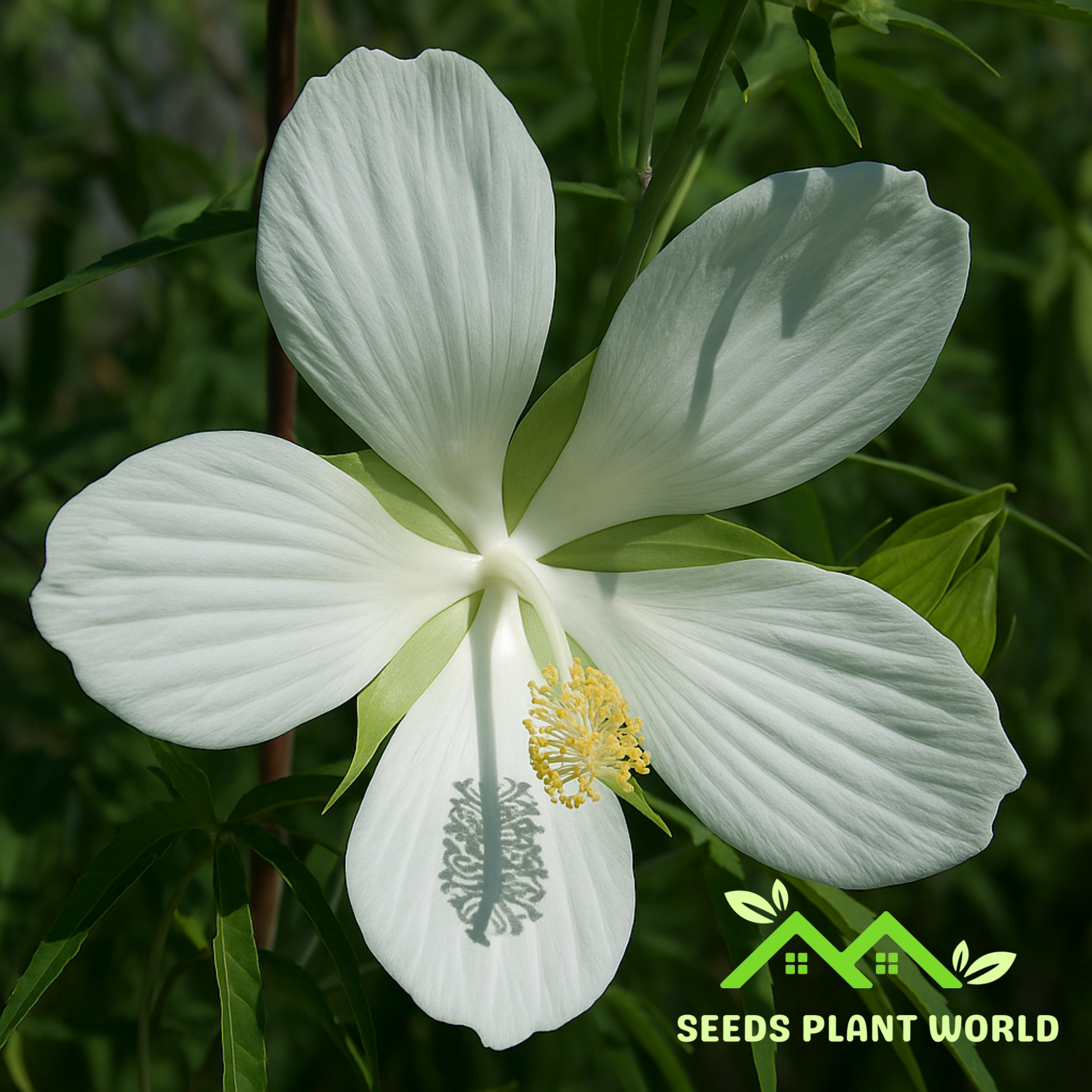 planting texas star hibiscus seeds 5 Hibiscus Coccineus Alba Seeds – Rare White Texas Star Hibiscus